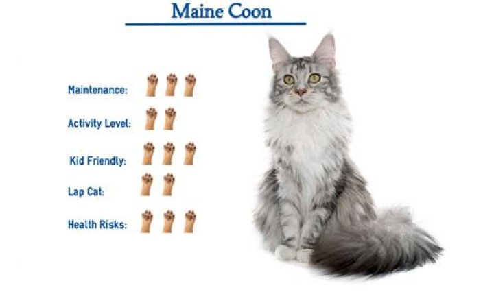 How do you tell if a kitten is a Maine Coon?