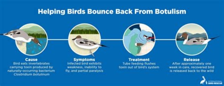 How do you treat bird botulism?