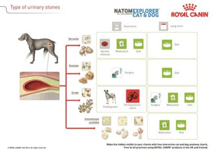 How do you treat kidney stones in dogs?