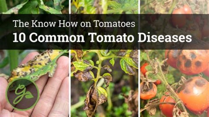 How do you treat tomato virus?