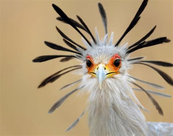 How does a bird protect itself?