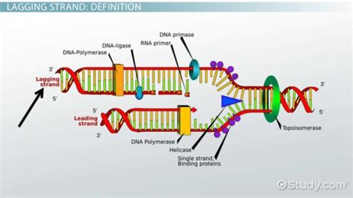 How does a long strand of DNA fit into our cells?