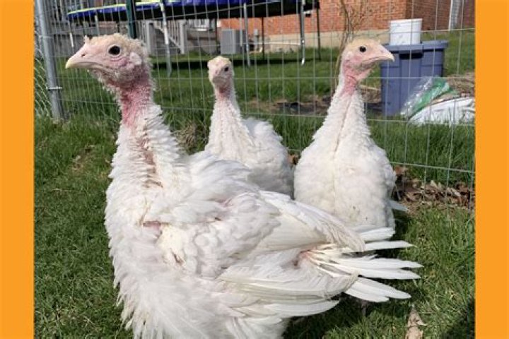 How does a turkey give birth?