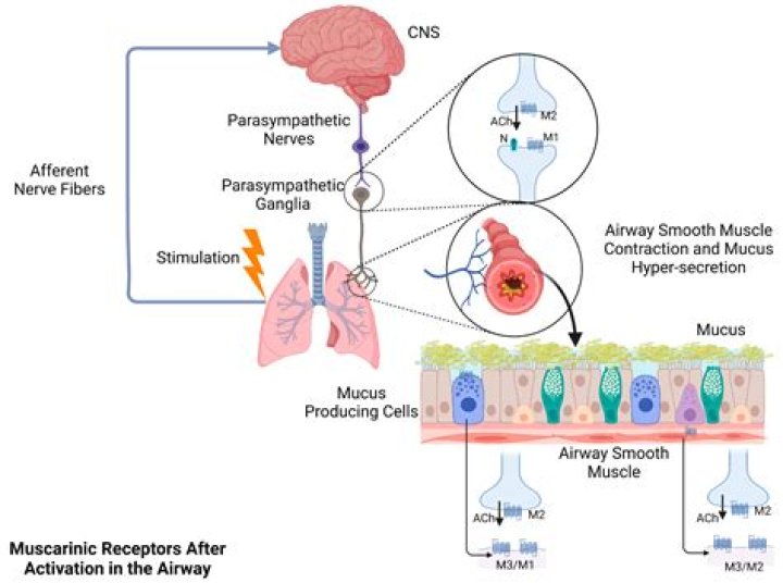 How does acetylcholine affect the parasympathetic nervous system?