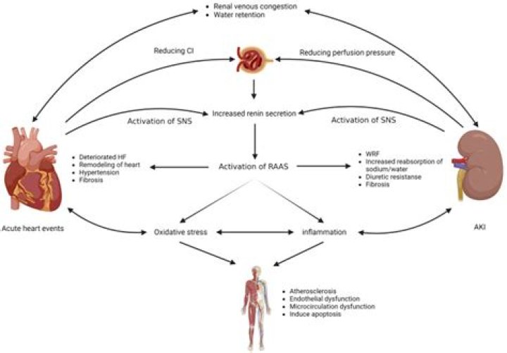 How does Aki affect the heart?