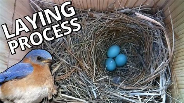 How does bird lay egg?