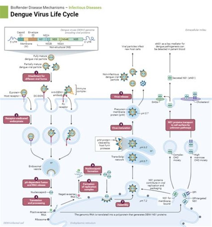 How does dengue virus infect cells?