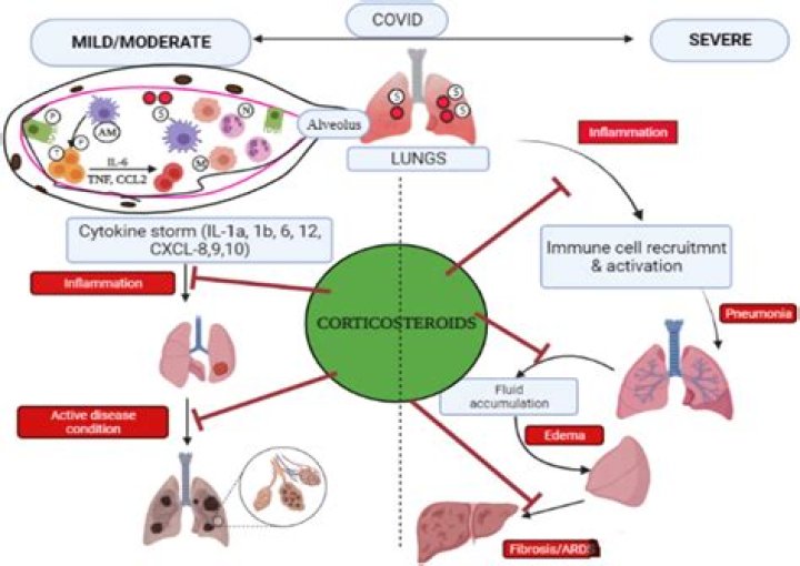 How does dexamethasone help lung maturity?