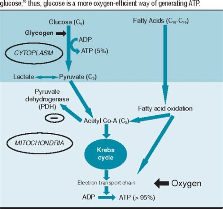 How does glucose affect potassium?