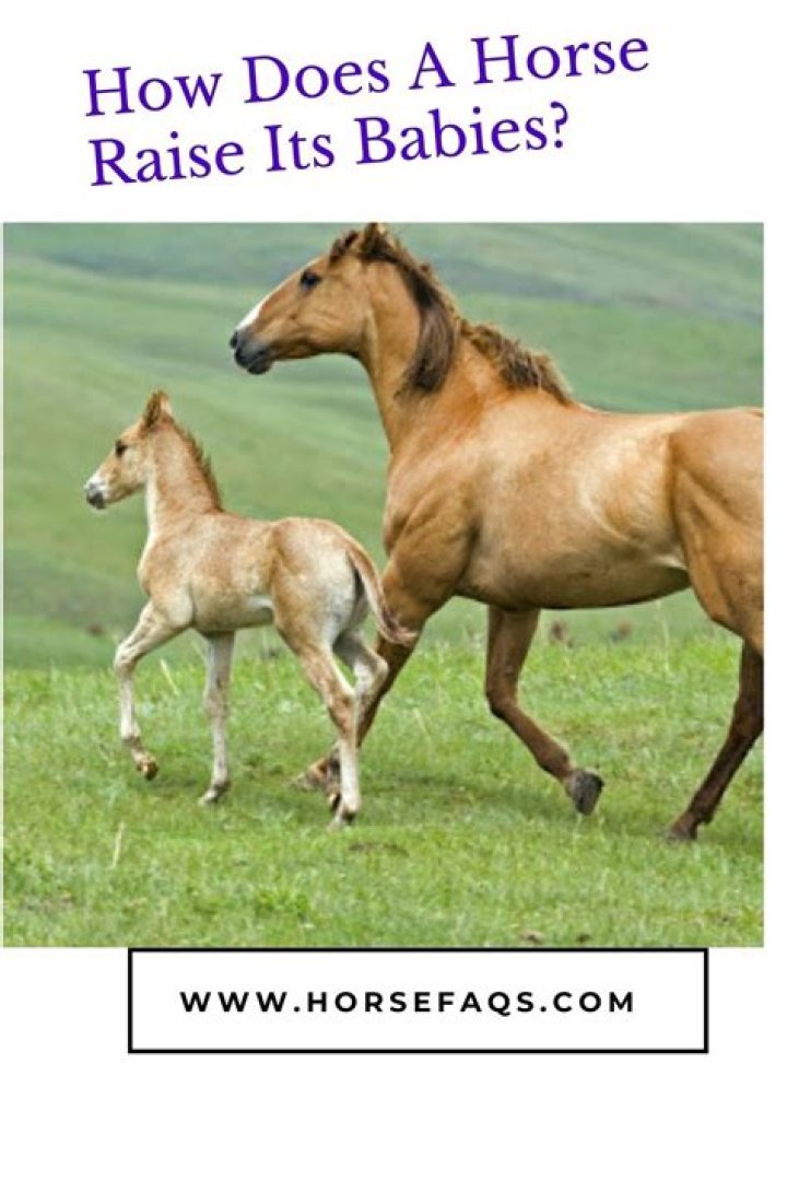 How does horse raise its babies?