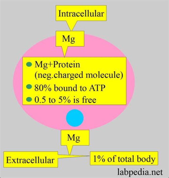 How does magnesium enter a cell?
