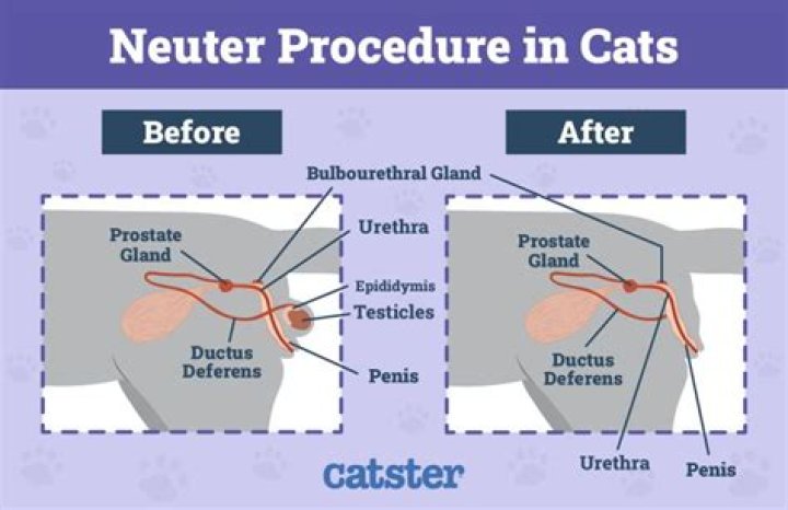 How does neutering affect a female cat?