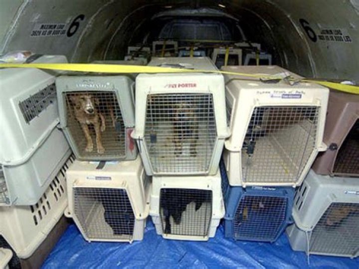 How does pet transportation work?