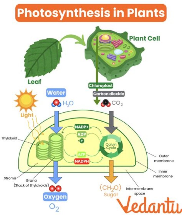 How does photosynthesis store energy in plants?