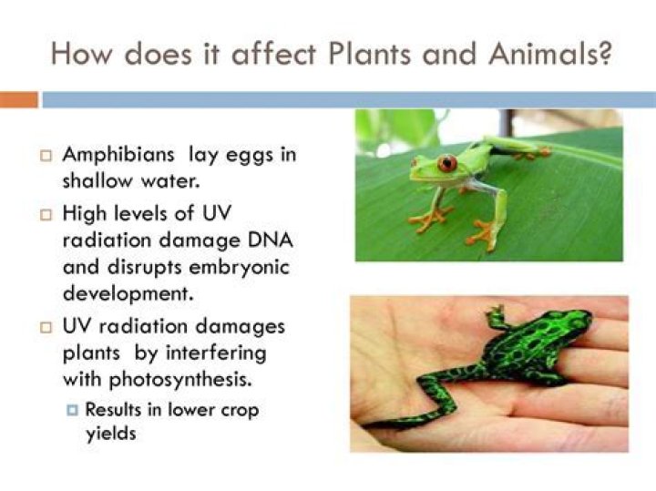 How does radiation affect plants and animals?