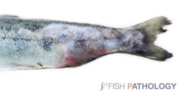How does saprolegnia affect fish?