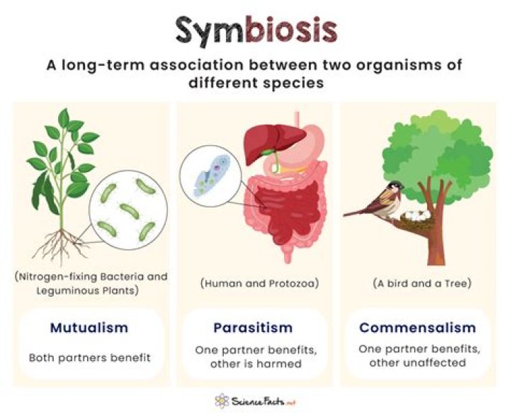How does symbiosis affect the ecosystem?