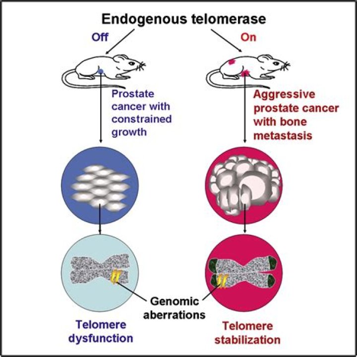How does telomerase cause cancer?