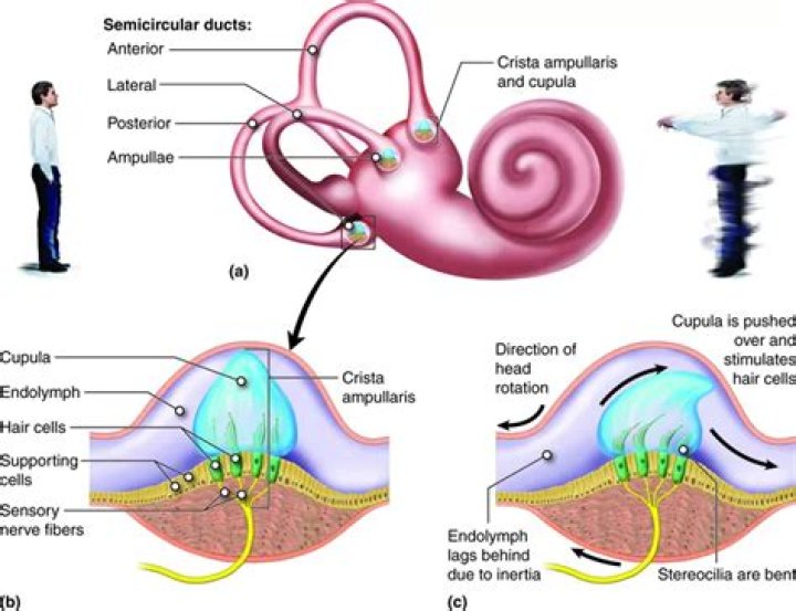 How does the function of the semicircular ducts differ from the function of the saccule and utricle?