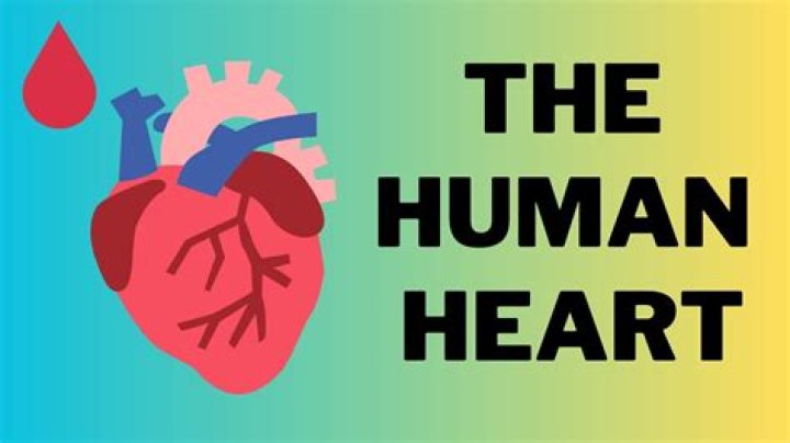 How does the heart work Youtube?