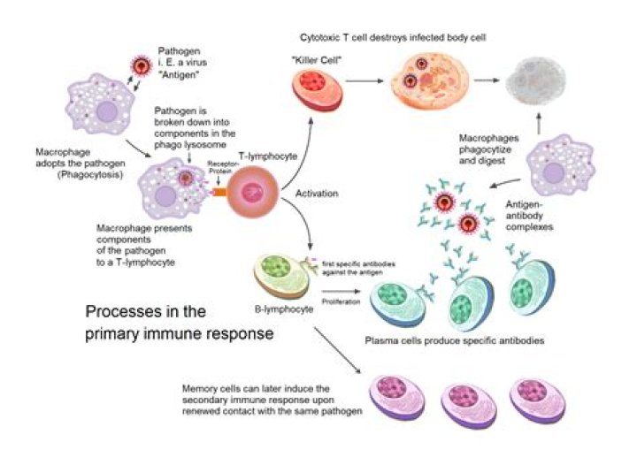 How does the immune system have memory?