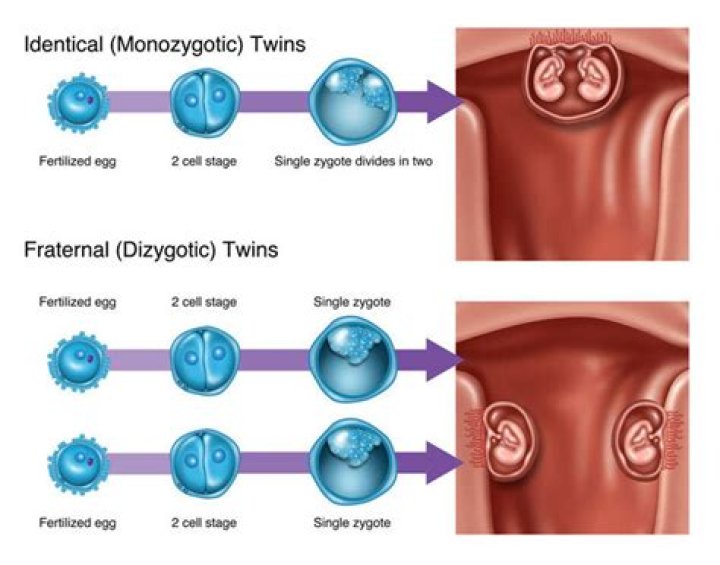 How does twin babies develop in the womb?