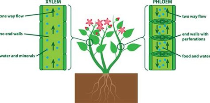 How does xylem carry water?