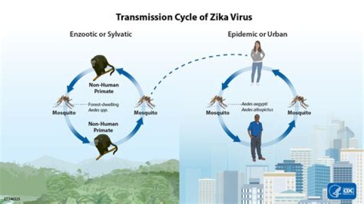 How does Zika transmit?