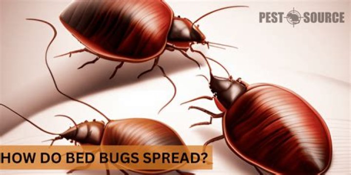 How easily can bed bugs spread?