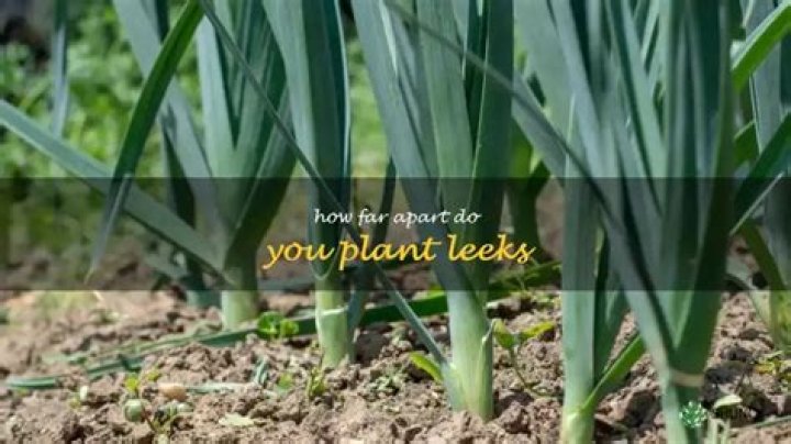 How far apart do you plant herbs?