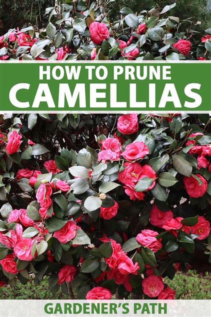 How far can you cut back camellias?