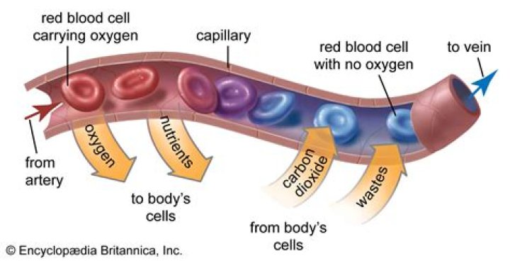 How far do red blood cells travel?