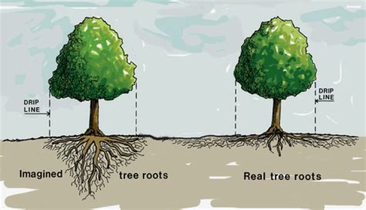 How far down are tree roots?