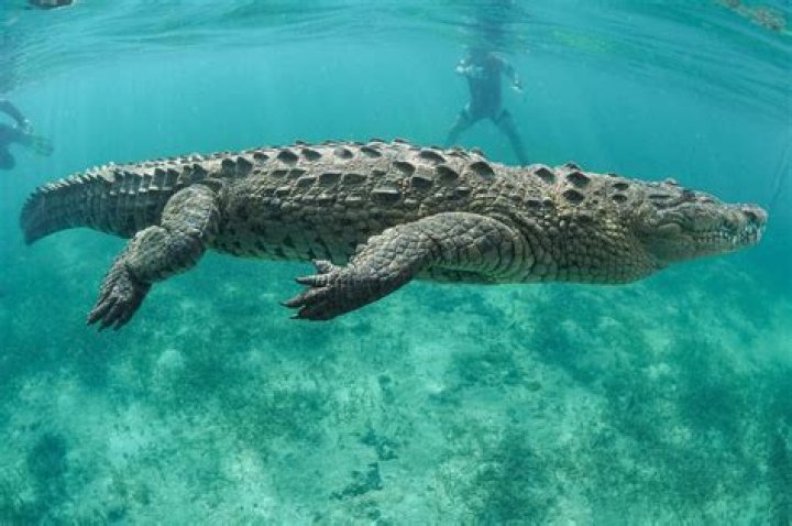 How far down the WA coast are crocodiles?