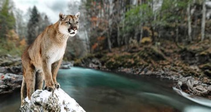 How far east are mountain lions?