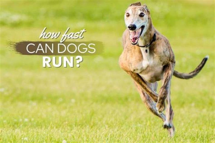 How fast can MS run?