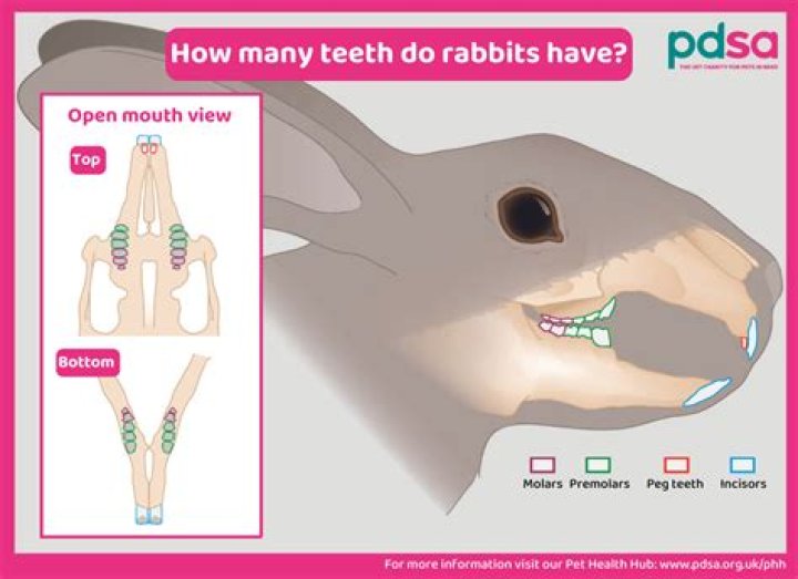 How fast do rabbit teeth grow?