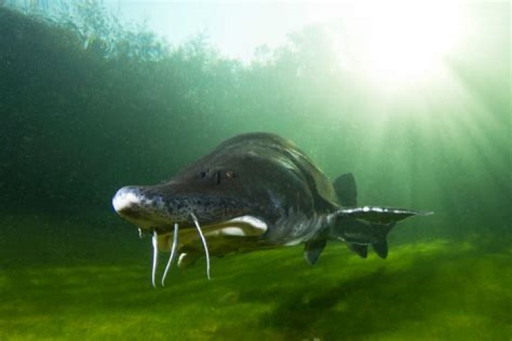 How fast does a sturgeon grow?