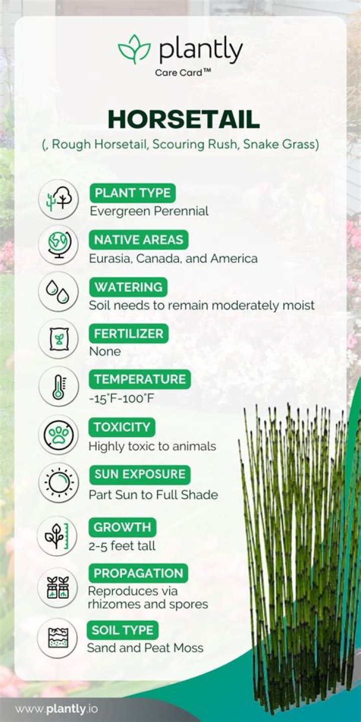 How fast does horsetail reed grow?