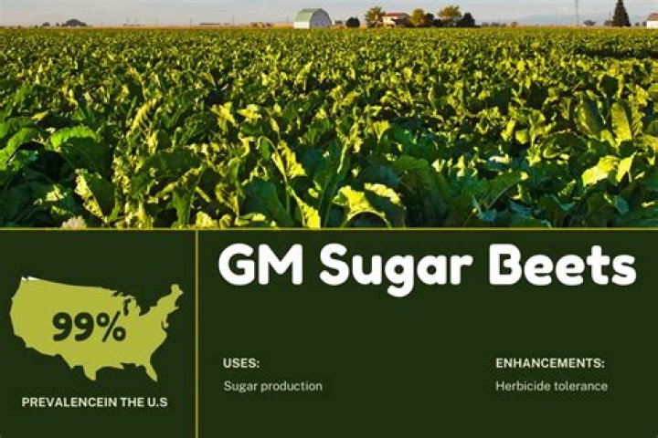 How has sugar beets been genetically modified?