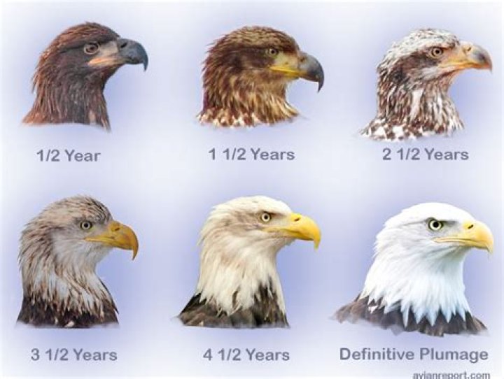 How has the bald eagle evolved?