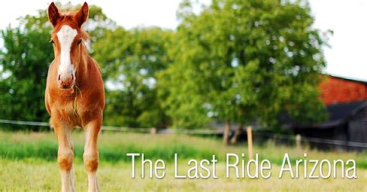 How is anemia treated in horses?