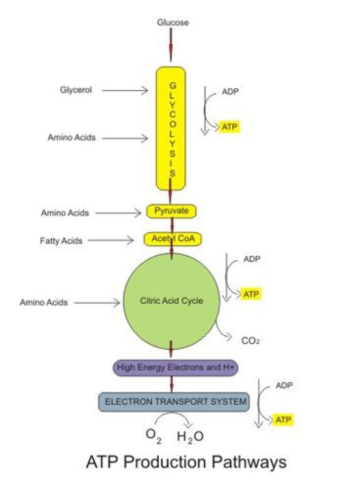 How is ATP produced during aerobic respiration quizlet?