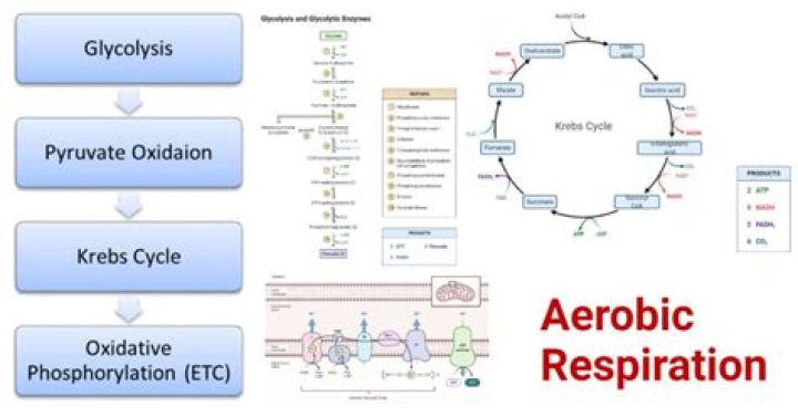 How is ATP produced in aerobic respiration?