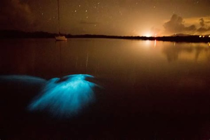 How is bioluminescence used in nature?