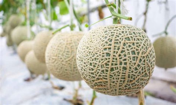How is cantaloupe produced?