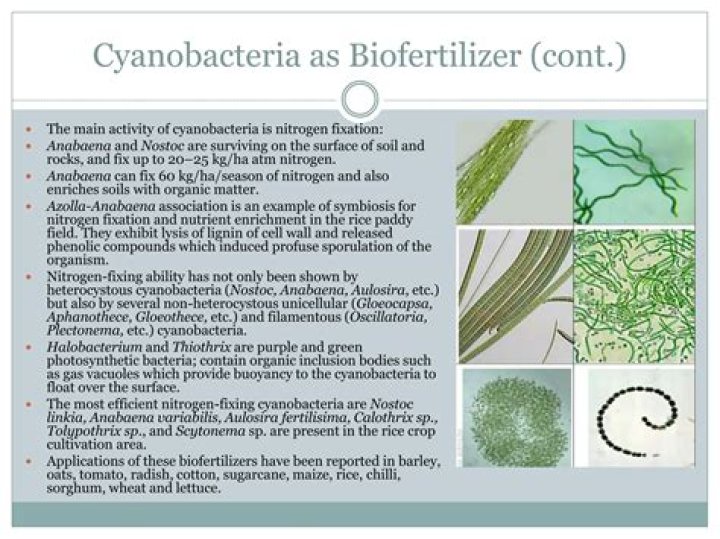 How is cyanobacteria used as Biofertilizer?