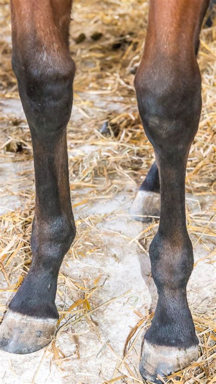 How is Epiphysitis treated in horses?