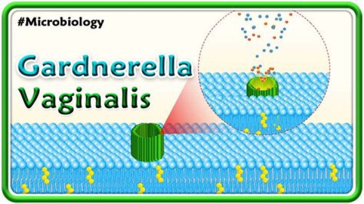 How is gardnerella treated in pregnancy?
