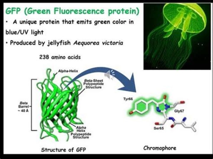 How is GFP used to tag proteins in cells?